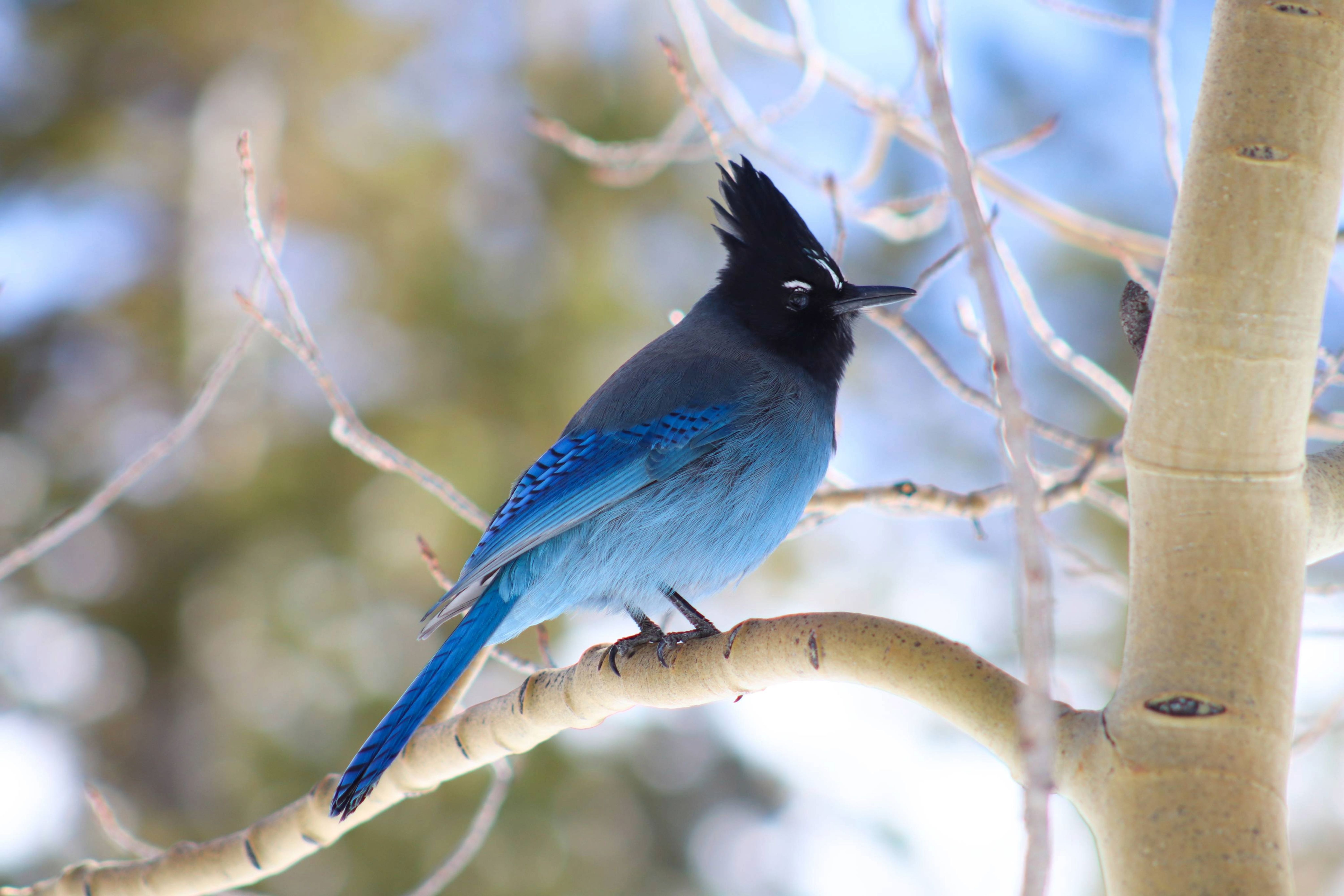 Stellar's Jay